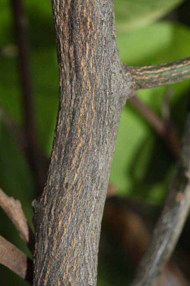              Second - third year twig (Riverside, CA)       